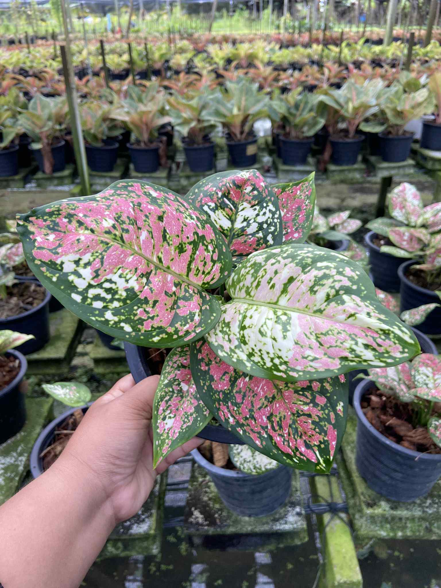 aglaonema adelia Aglaonema Tricolor anyamanee