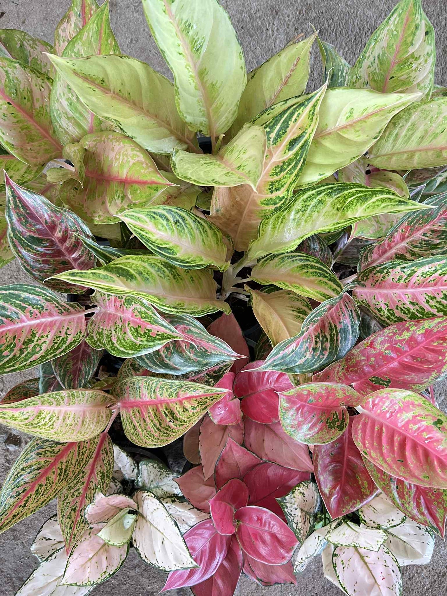 Aglaonema Diamond Sparkle