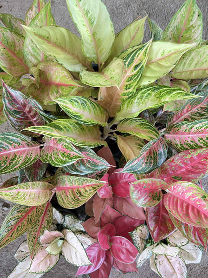 Aglaonema Diamond Sparkle