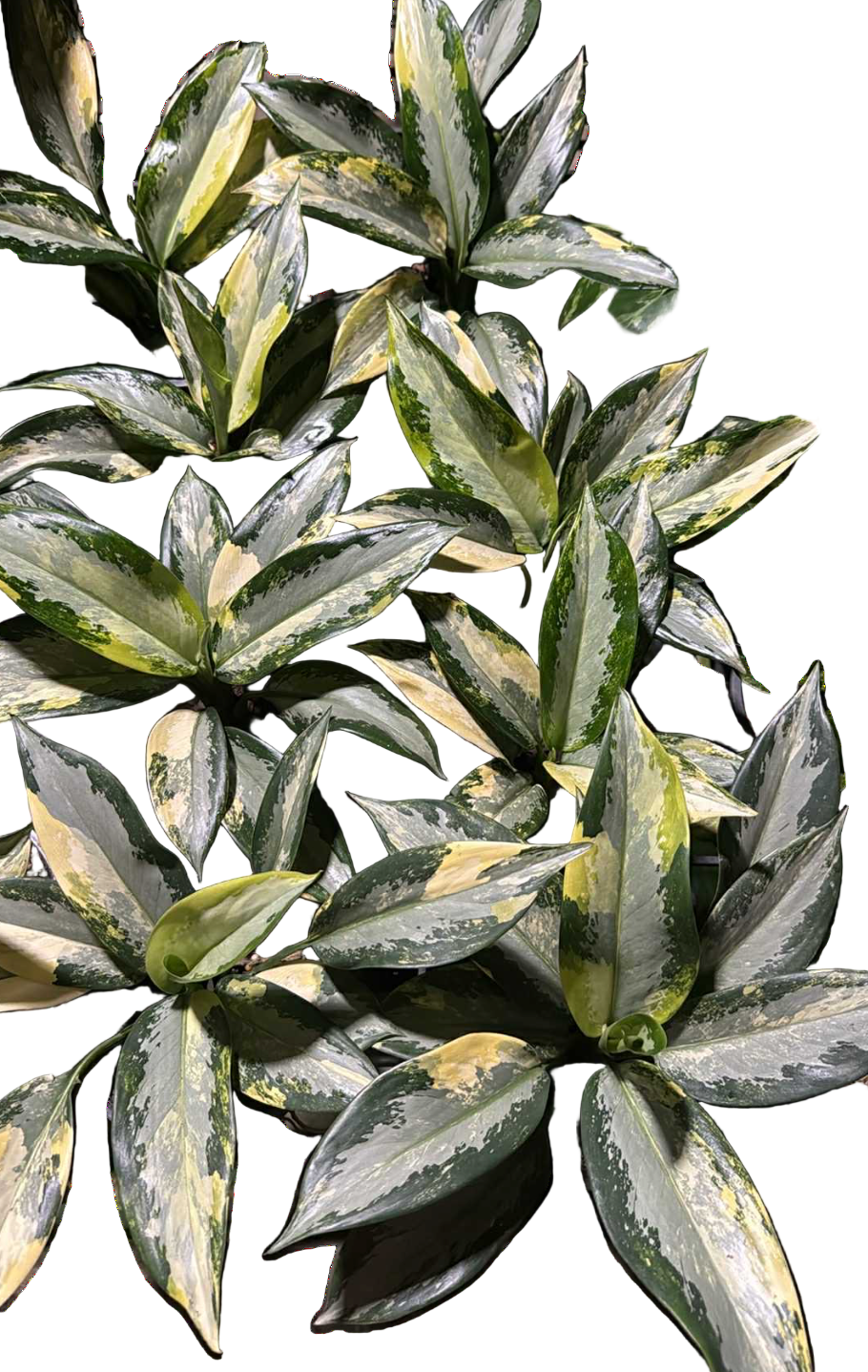 buy Aglaonema Suvarnabhumi Variegated