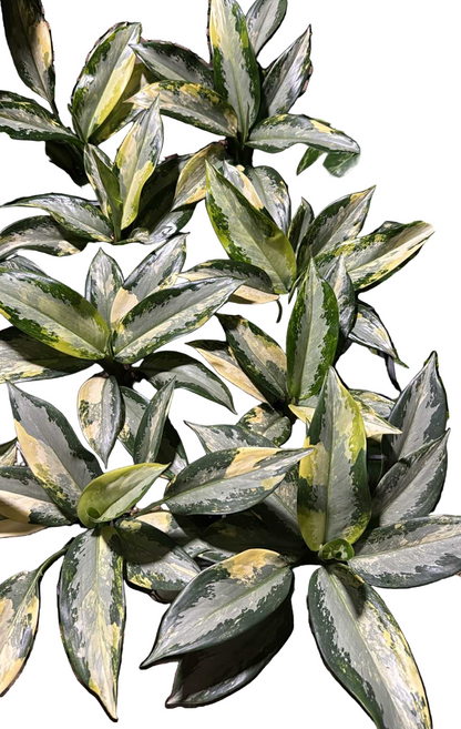 buy Aglaonema Suvarnabhumi Variegated