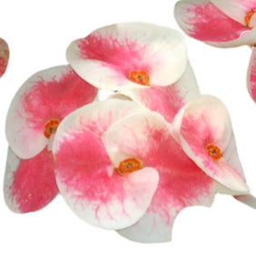 Euphorbia milii - Sab Sethee