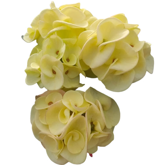 Euphorbia milii - Yellow Ampawan