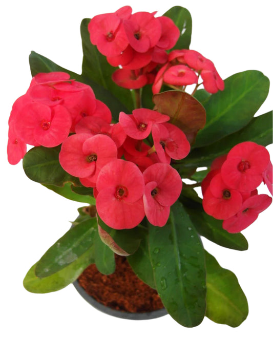 Euphorbia milii - Red Bull