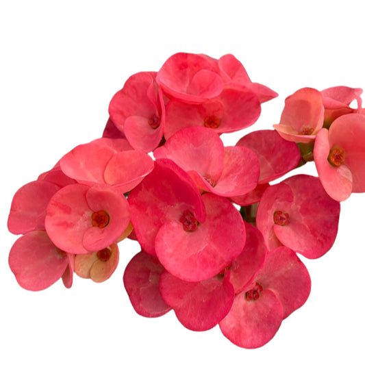 Euphorbia milii - DuangSomWang