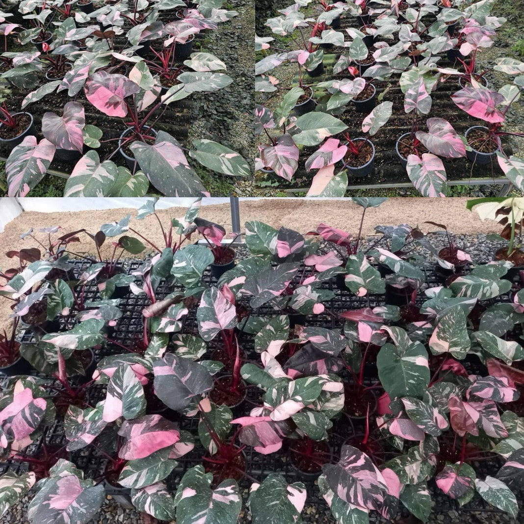 philodendron pink princess galaxy from thailand nursery
