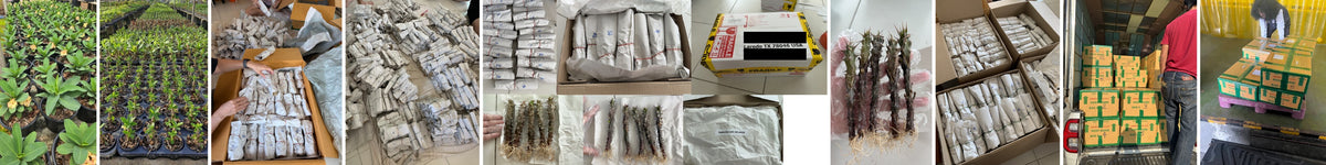 Real photos: our nursery, plants in bloom, cleaning roots, bare root plants, labeled bundles, a 30 plant box and a 4 box order ready to ship