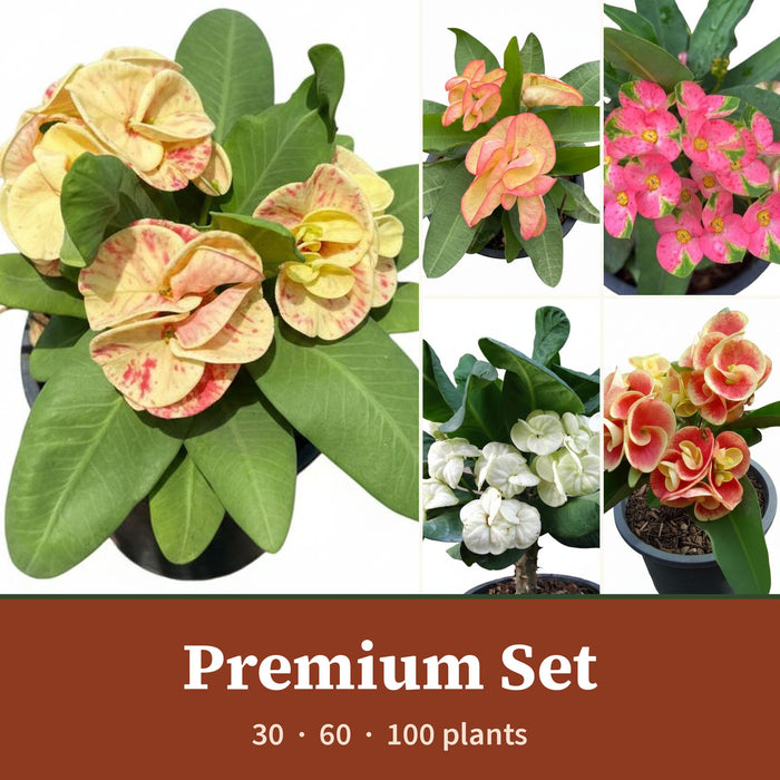 Crown of Thorns Premium Flower Set