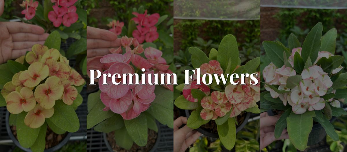 Premium Flower Set