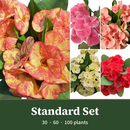 Crown of Thorns Standard Flower Set