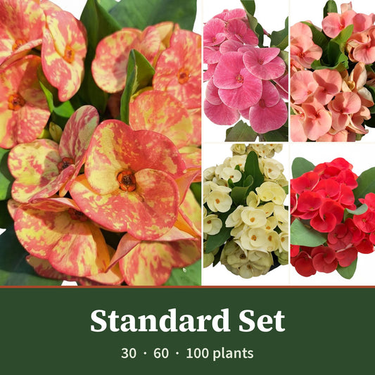 Crown of Thorns Standard Flower Set