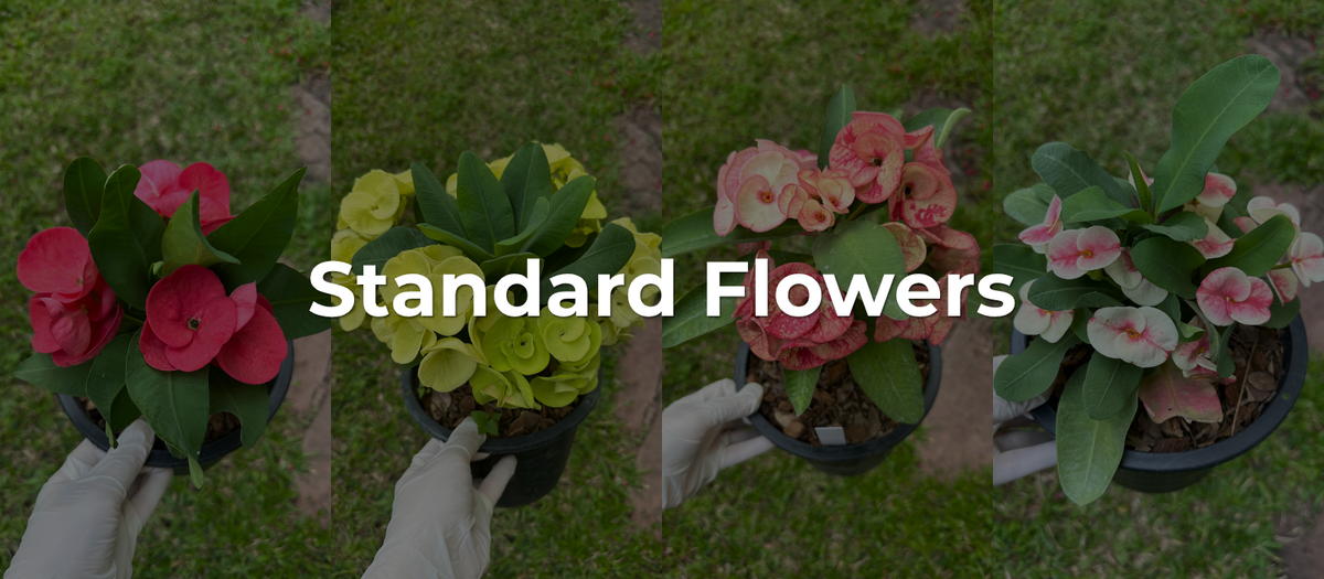 Standard Flower Set