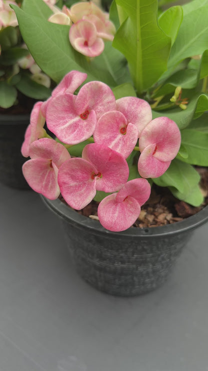 Euphorbia milii Klai Muang - Premium Flowers