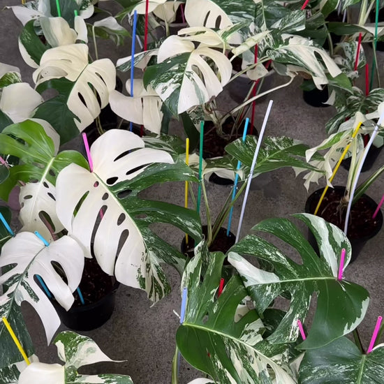 Wholesale Monstera Albo plants cleaned and ready for export