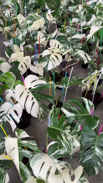 Wholesale Monstera Albo plants cleaned and ready for export
