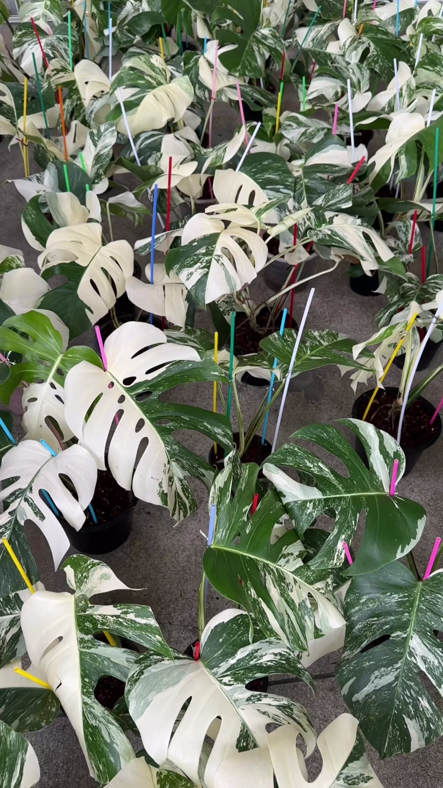 Wholesale Monstera Albo plants cleaned and ready for export