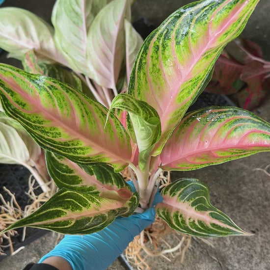 Aglaonema Pink Panama