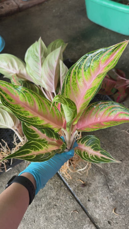 Aglaonema Pink Panama