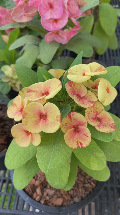 Som Cheng Crown of Thorns | Thai hybrid Corona de Cristo