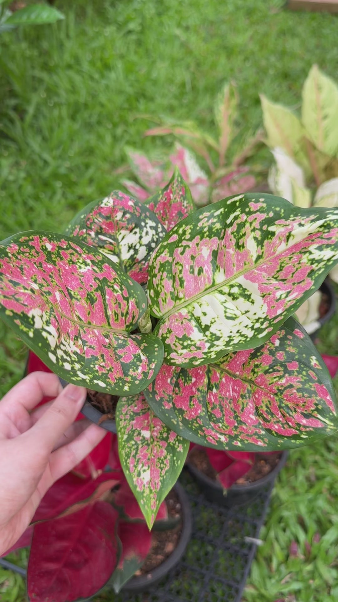 Aglaonema Anyamanee Tricolor – PKP Garden