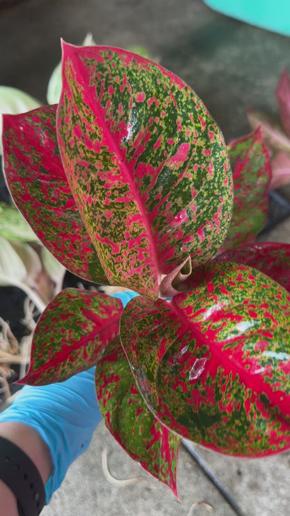 Aglaonema Sap Mongkhon