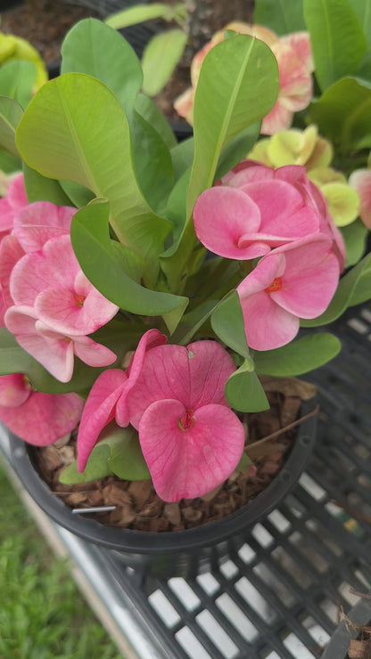 Crown of Thorns ‘Bork Ruk’ Corona de cristo – Premium Flowers