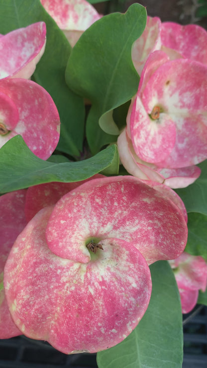 Crown of Thorns Big Flowers – No ID #4