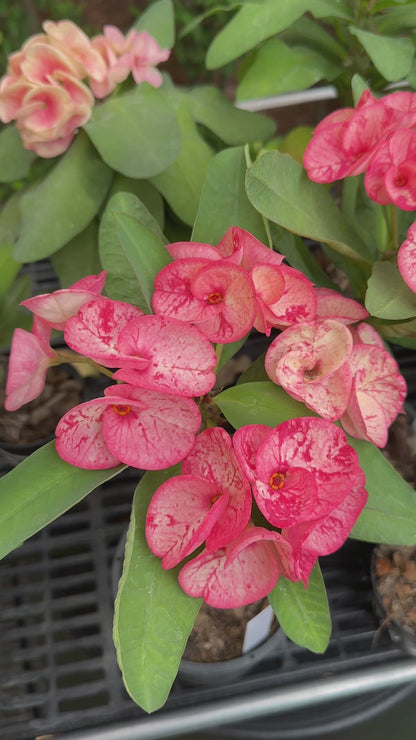 Euphorbia milii PetchKaSem - Premium Flowers