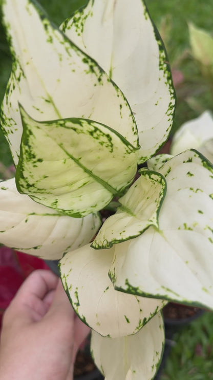 Aglaonema Super White
