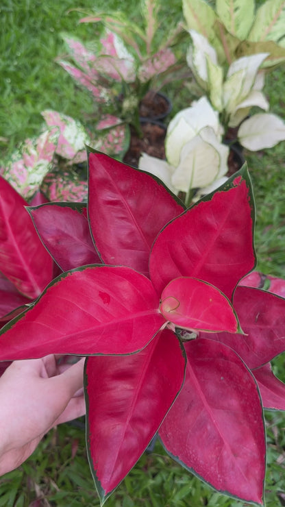 Aglaonema Suksom Jaipong