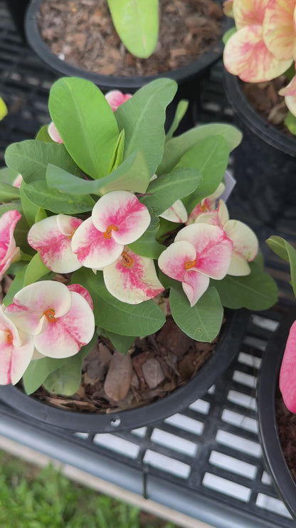 Muan Jai Crown of Thorns (Corona de Cristo) – Premium Flowers