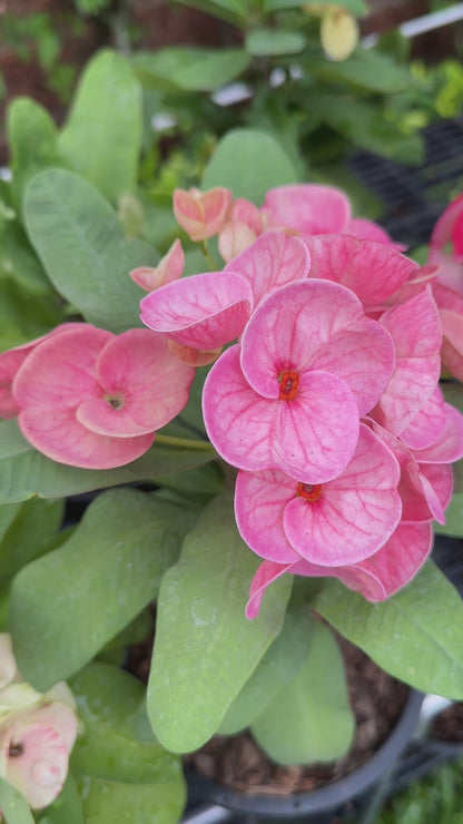 Chareon Krung Crown of Thorns | Thai hybrid Corona de Cristo