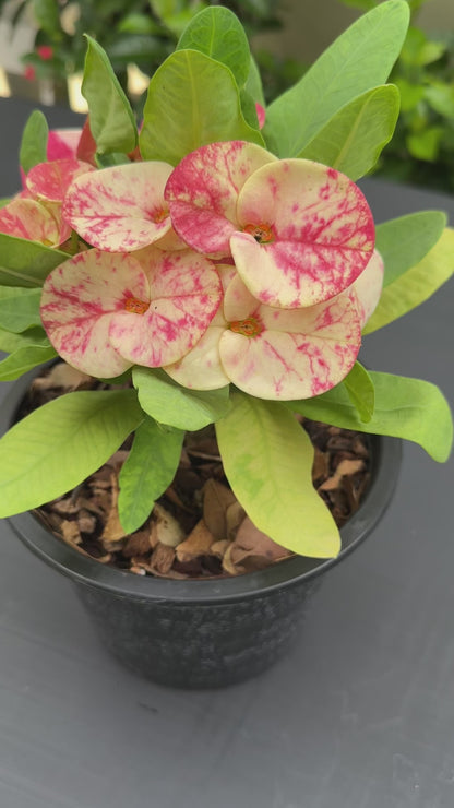 Euphorbia milii Chid Chan - Premium Flowers