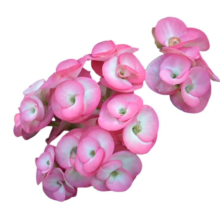 Euphorbia milii - Sweet Home