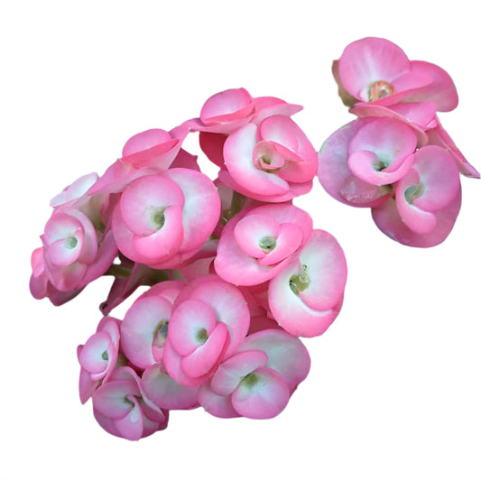 Euphorbia milii - Sweet Home