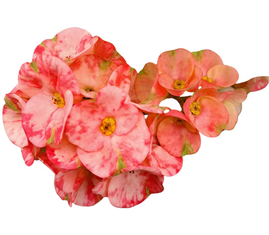 Euphorbia milii - NakornThai