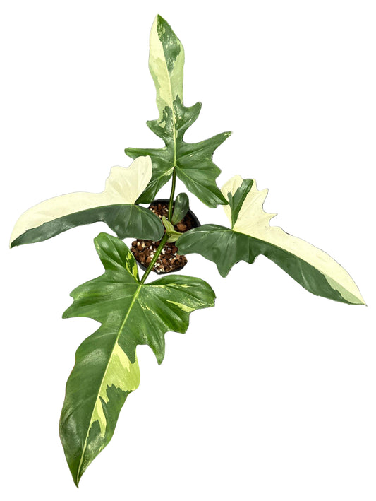 Variegated Philodendron Golden Dragon