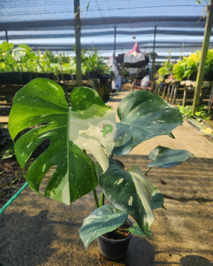 Thai constellation monstera