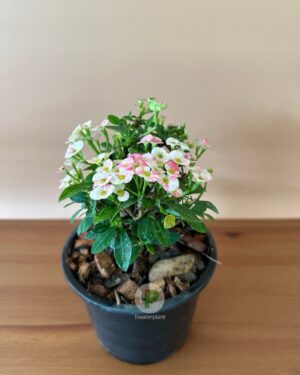 euphorbia milii dwarf